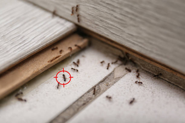 Best Bed Bug Extermination  in Silver Lake, FL