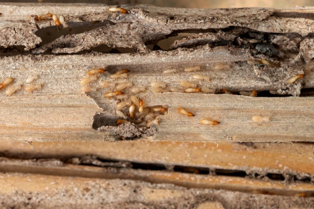 Best Pest Control Near Me in Silver Lake, FL